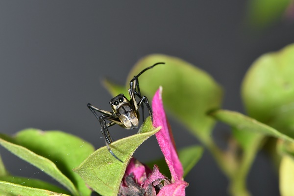 Offspring Care Extends Lifespan of Mother Spider