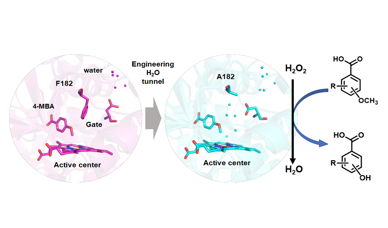 Researchers Reveal Novel Mechanism of Enhanced P450 Demethylase Activity through Engineered Key Gating Residues