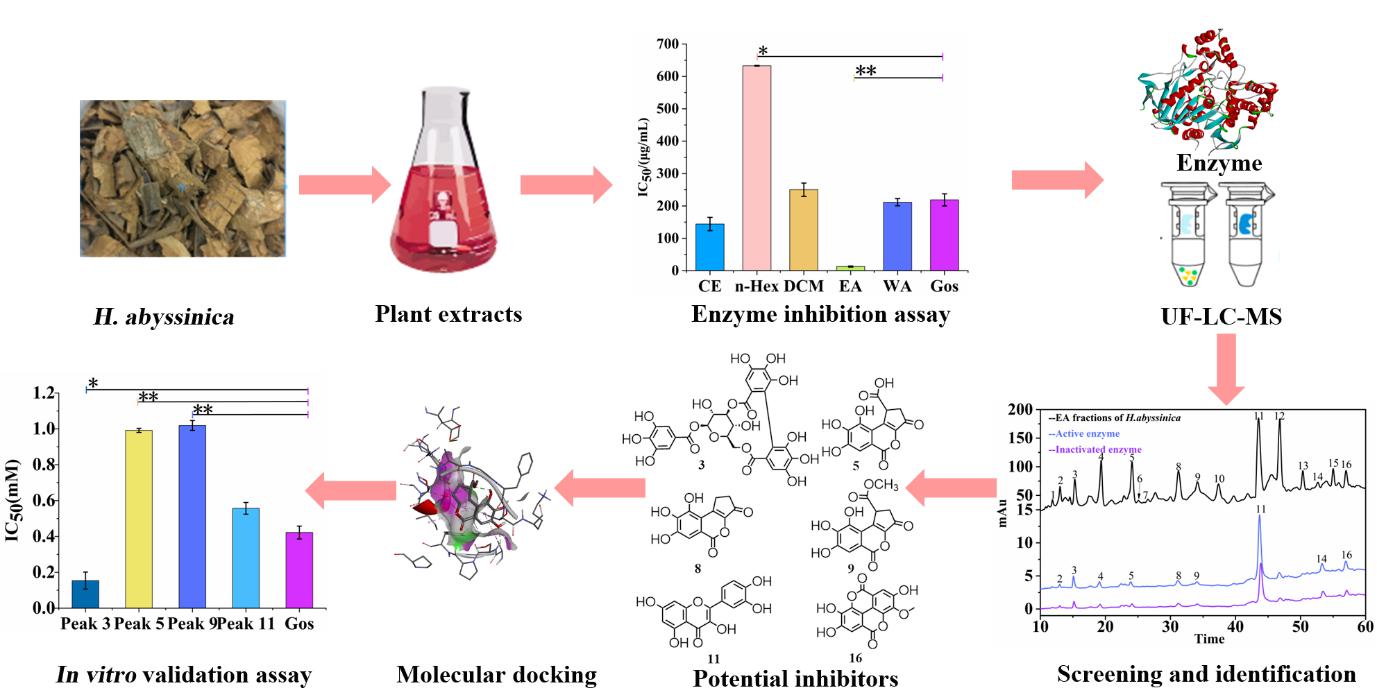 Study Highlights Ethnopharmacology of <EM>Hagenia abyssinica</EM> for Parasite Treatment