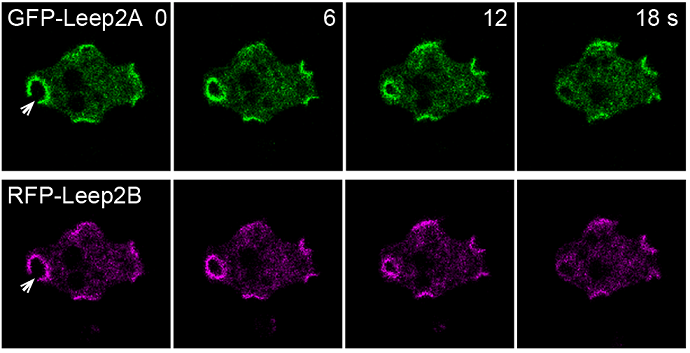 Leep2 Complex Regulates Macropinosome Formation