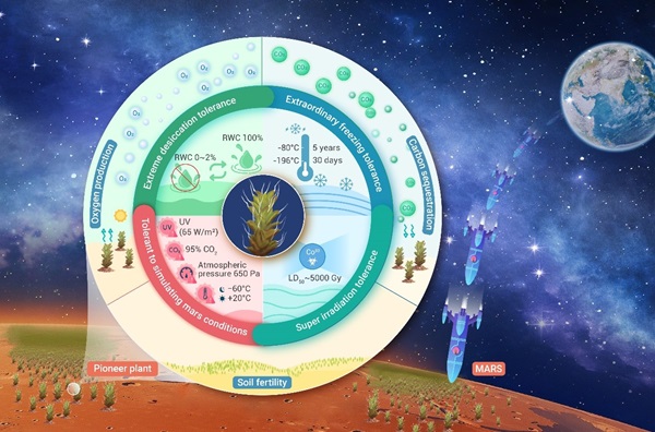 Researchers Discover Promising Pioneer Plant for Colonizing Extraterrestrial Environments