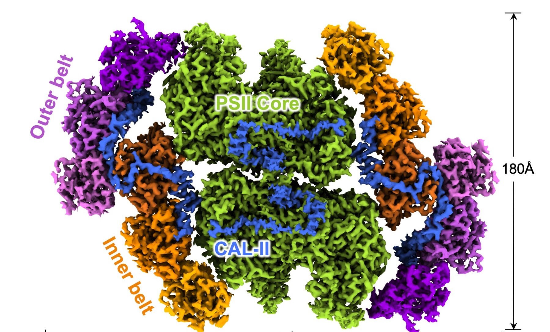 Structures of Photosystem-antenna Complexes Reveal Adaptation and Regulation Mechanisms of Cryptophyte