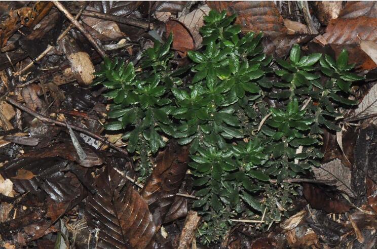 New Firmoss Species Found in Guizhou