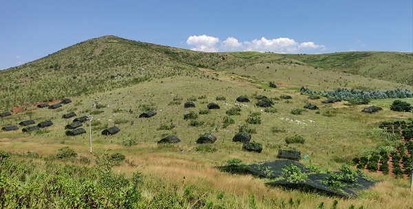 Light Reduction and Watering Identified as Manageable Factors for Ecosystem Restoration