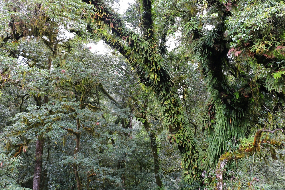 Host Size and Epiphyte Richness Distribution: Underlying Factors in Forming Stable Networks