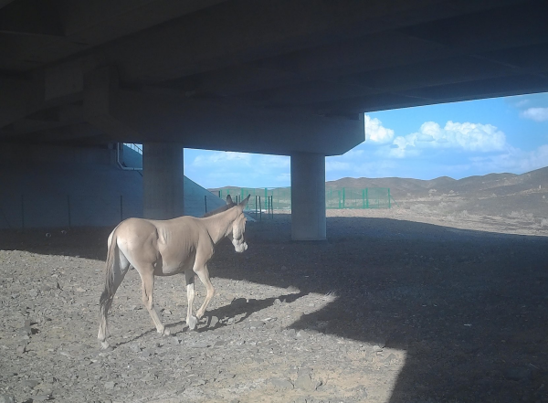 Researchers Identify Factors Affecting Crossing Structure Use by Ungulates in China