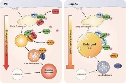 Researchers Unveil Key Mechanism Behind Cellular Recycling and Organization