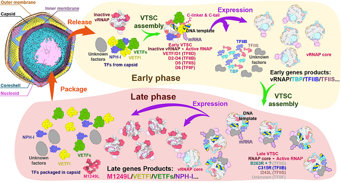 Scientists Unveil Structure and Regulatory Mechanisms of Native Transcription Complex in African Swine Fever Virus