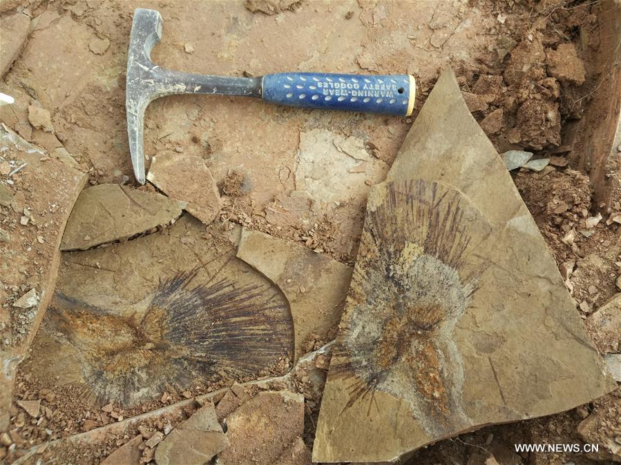 Fossil Leaves Shed Light on Formation of Qinghai-Tibet Plateau