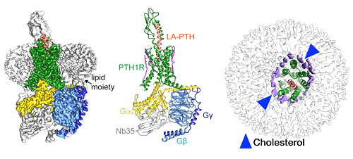 Mapping of Parathyroid Hormone to Help Patients of Osteoporosis