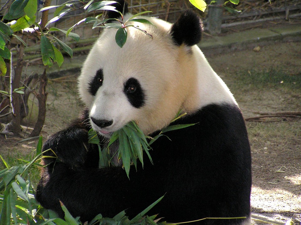 Panda's Bamboo Diet Appears Deceptively Carnivorous: Study
