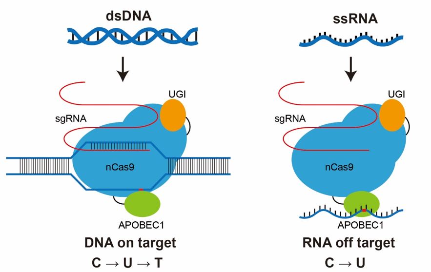 Technique May Boost Accuracy of Gene Editing