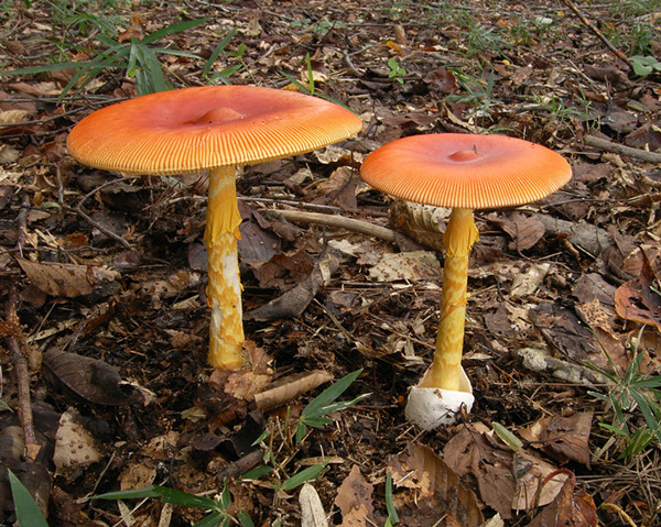 fungi;industrial production fungi;industrial production