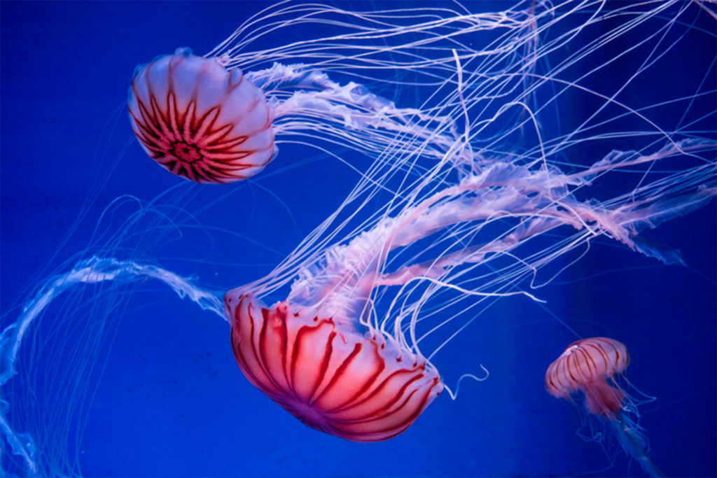 Chinese Researchers Develop Remedy for Jellyfish Stings