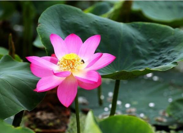 Lotus Blossoms from Century-old Seed