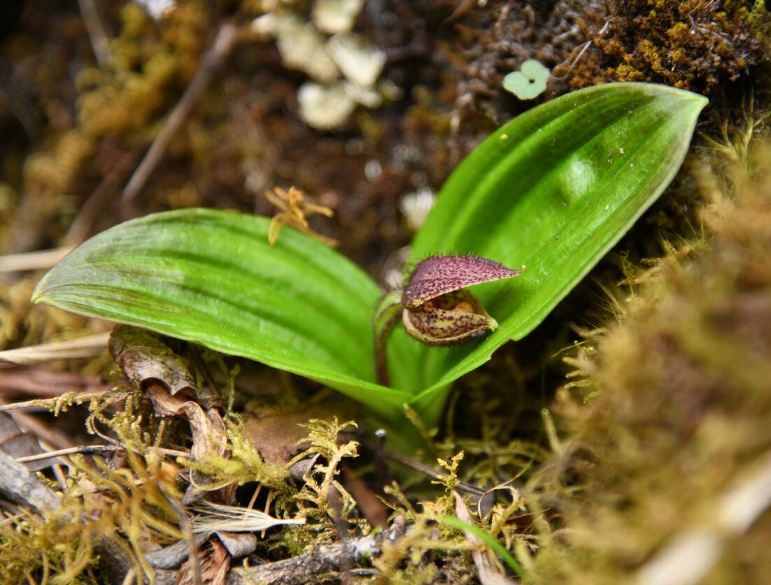 Rare Species of Orchid Discovered in SW China
