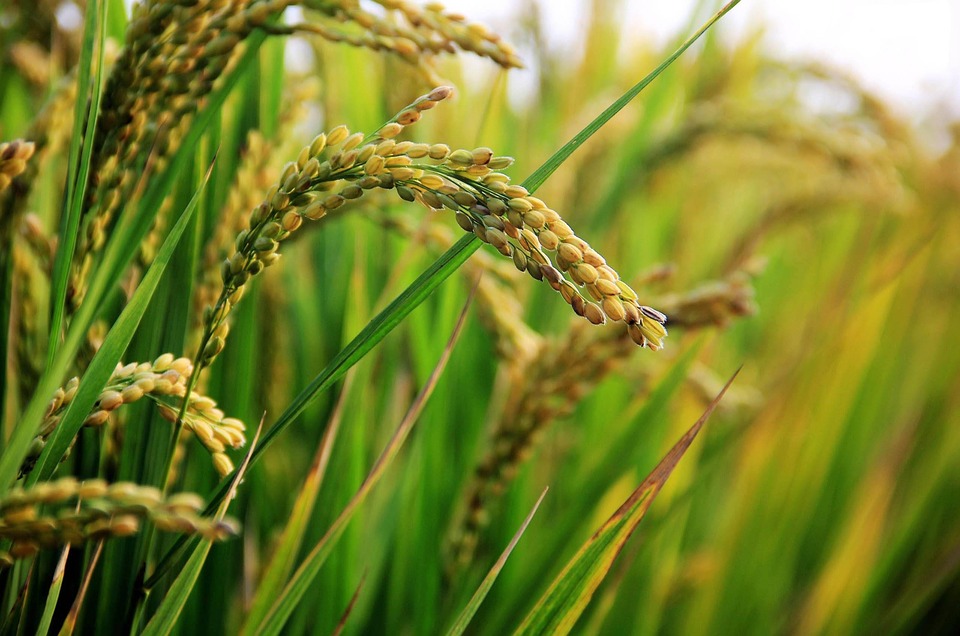 Study Identifies Gene Responsible for Early-maturing, High-yielding Rice