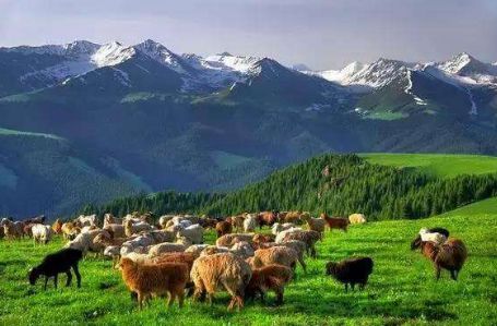 China's Livestock Industry Sees Decreasing non-CO2 Greenhouse Gas Emission Intensity