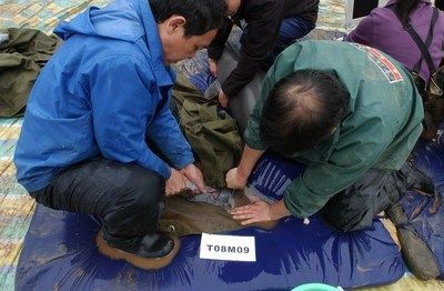 Conservationists from SeaWorld and the Chinese Academy of Science Publish Foundational Research to Help Save the Endangered Yangtze Finless Porpoise