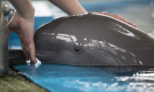 Chinese Celebrate First 100 Days of Rare Yangtze River Dolphin Calf