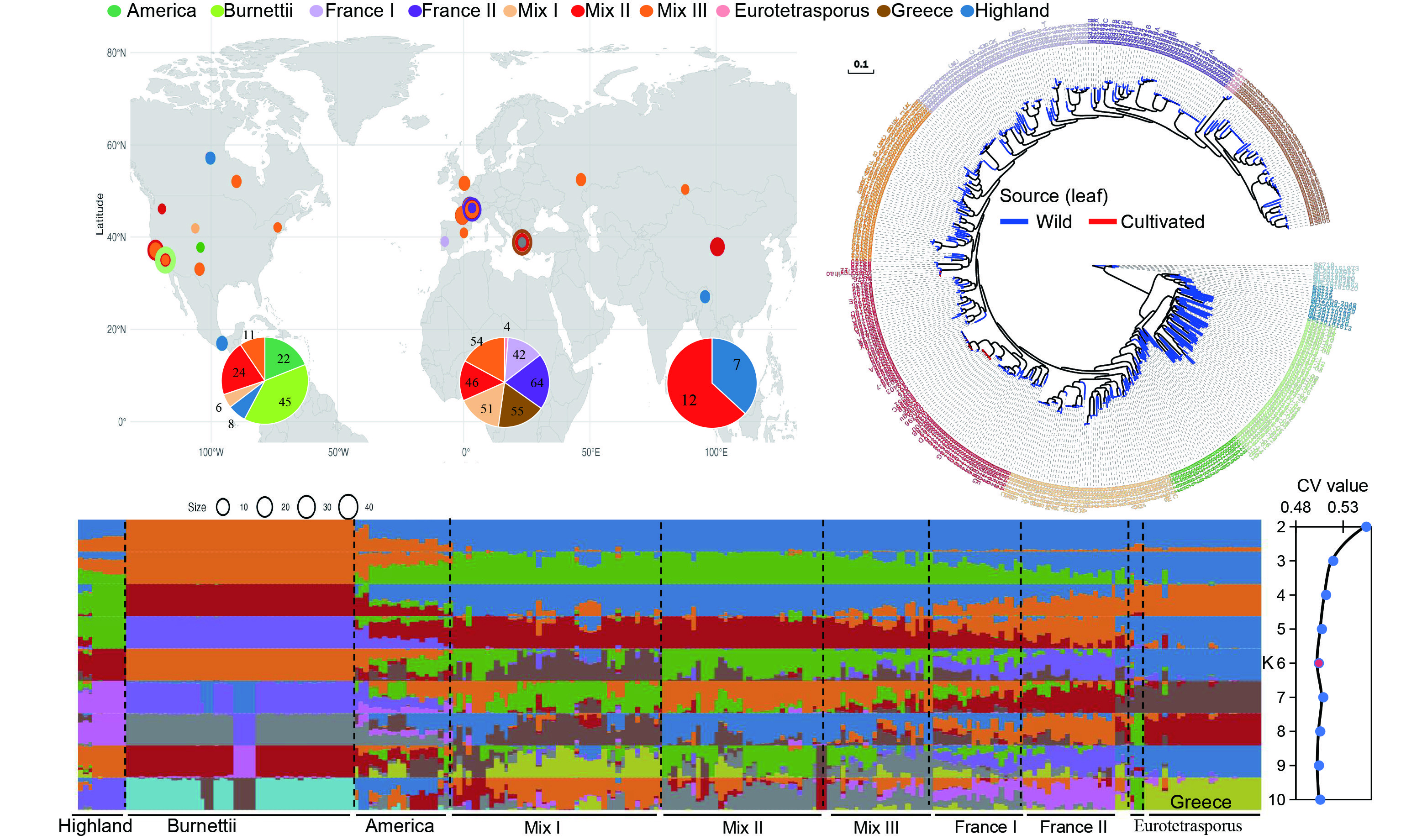 New Study Reveals Evolutionary and Domestication History of Button Mushroom
