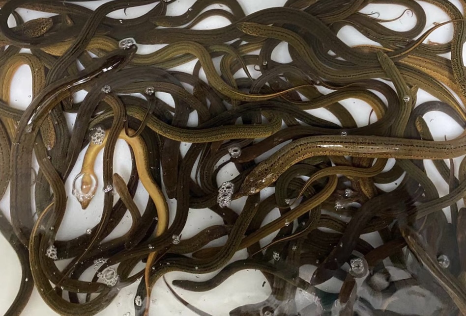 Researchers Explore How Bacteria Communities Influence Natural Sex Reversal in Fish