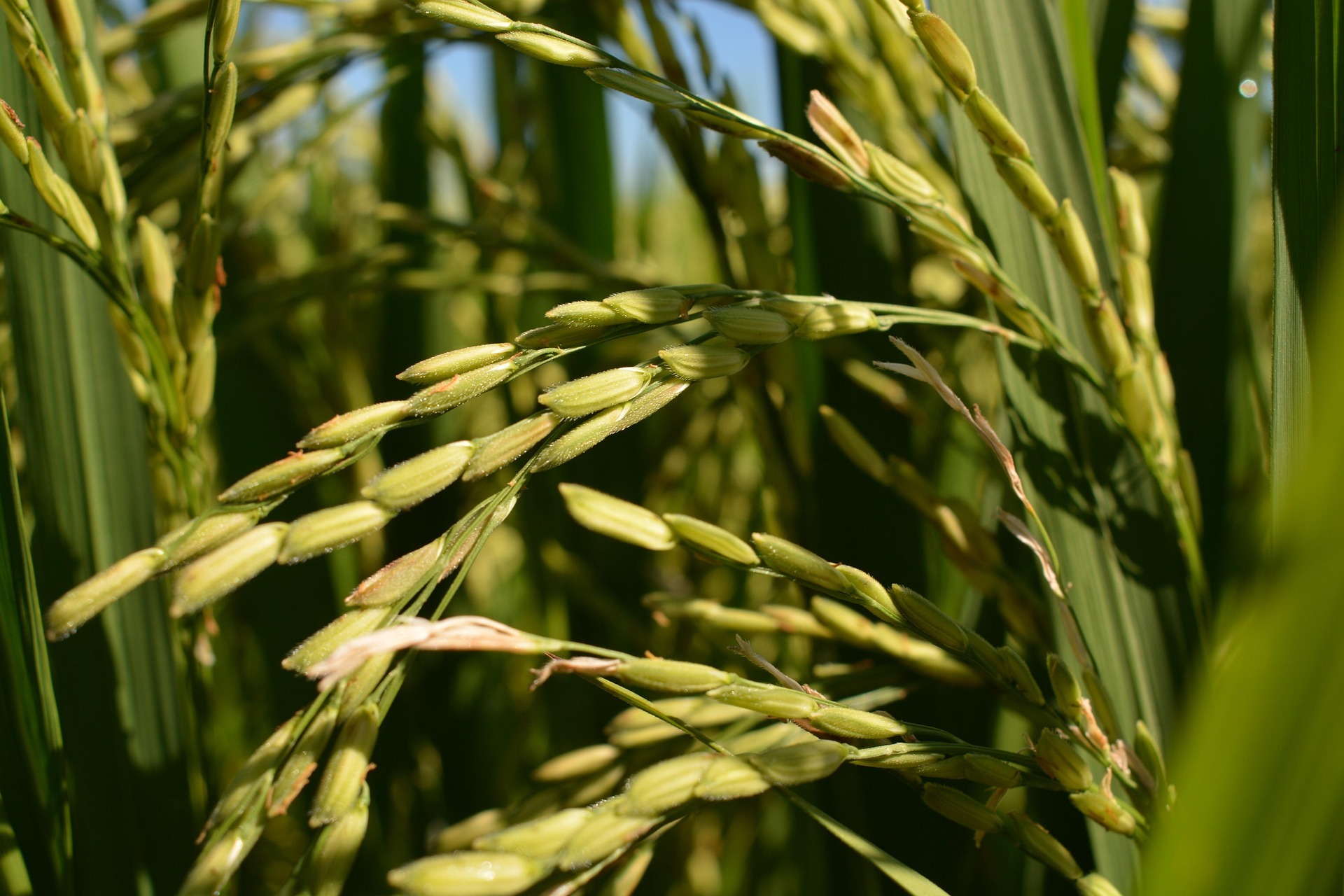 CO₂ Fertilization Effect on Rice Yield Is Not Sustained over Multiple Generations