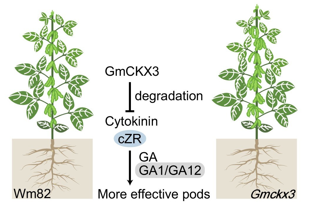 Gene-editing of a Single Gene Boosts Soybean Yields in High-density Fields