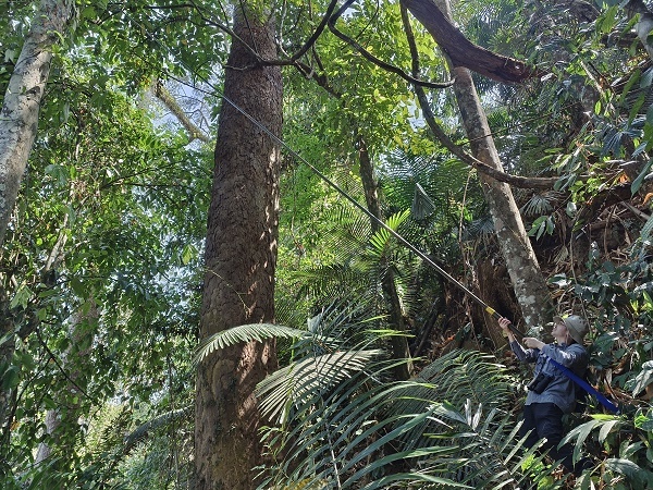 New Tree Species with Extraordinarily Long Inflorescences Found in Yunnan