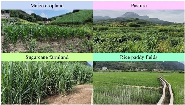 New Scientific Micro-Food Web Recovery Contributes to Agricultural Sustainability