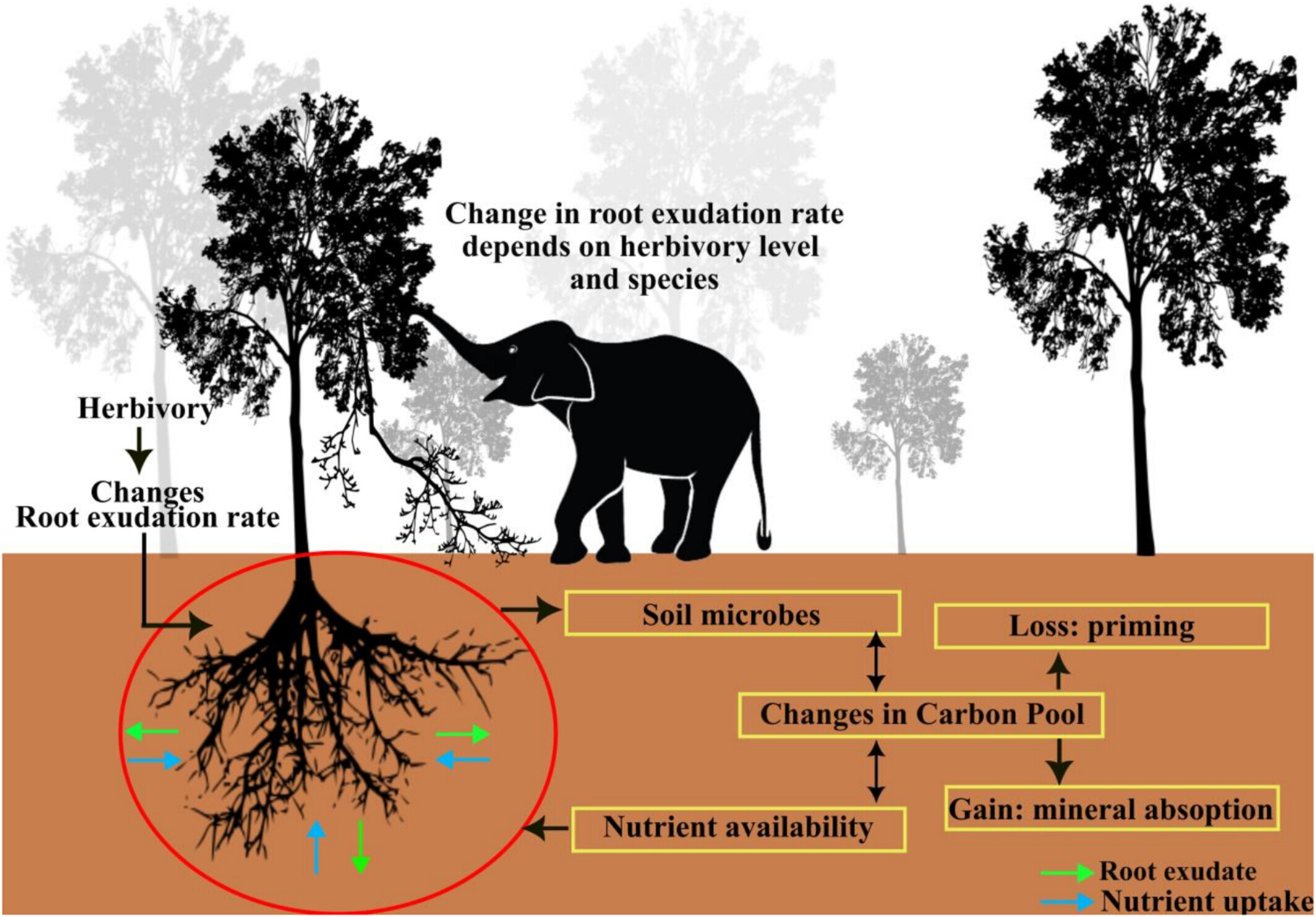 How Elephant Foraging Triggers Rapid Belowground Carbon Releases in Tropical Forests