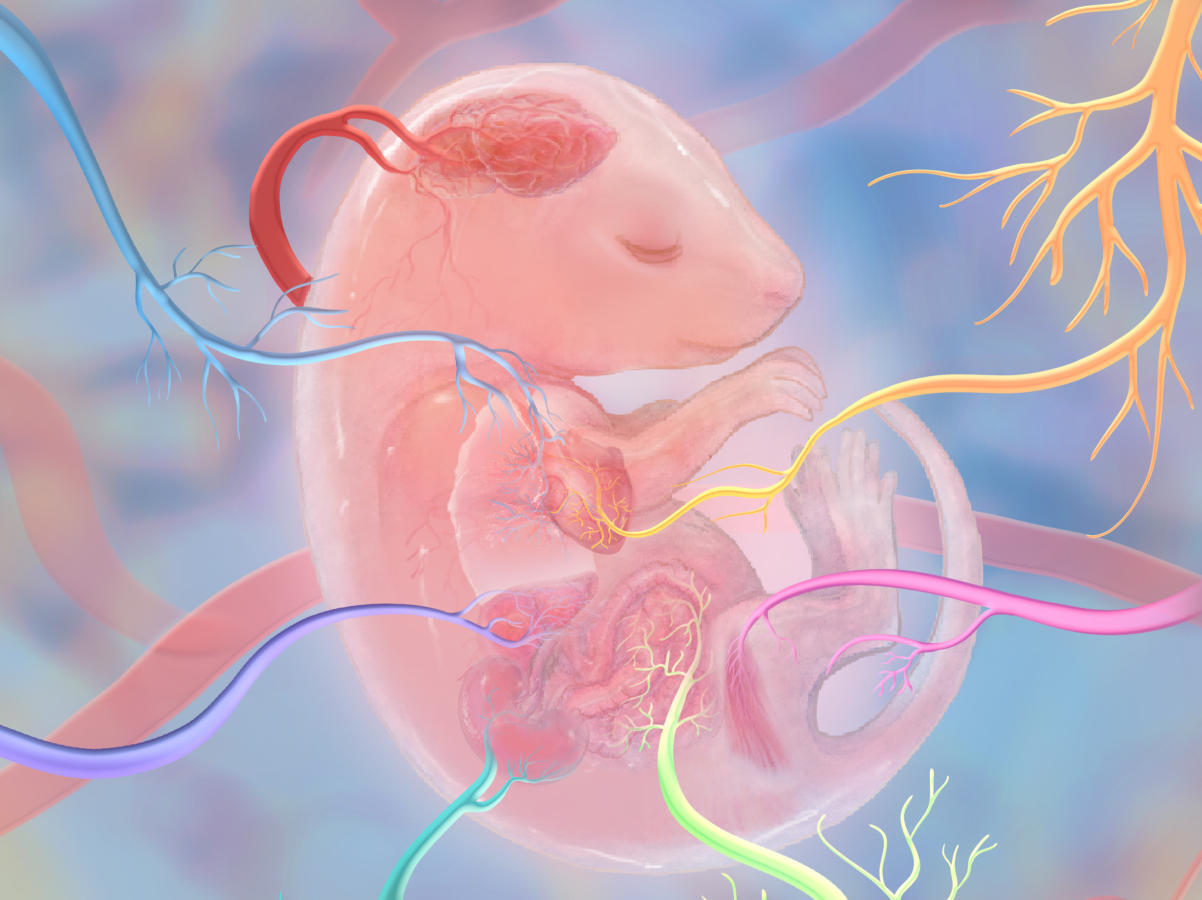 Researchers Reveal Organ-Specific Vascular Development in Embryonic Mouse