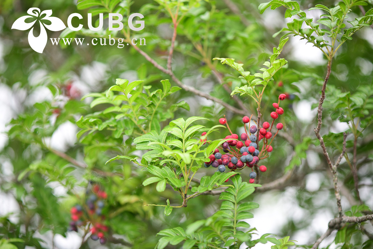 How Hardy Tree Species Thrives Under Extreme Dry-Heat Conditions