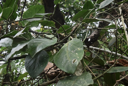 New Climbing Plant Species Found in Yunnan