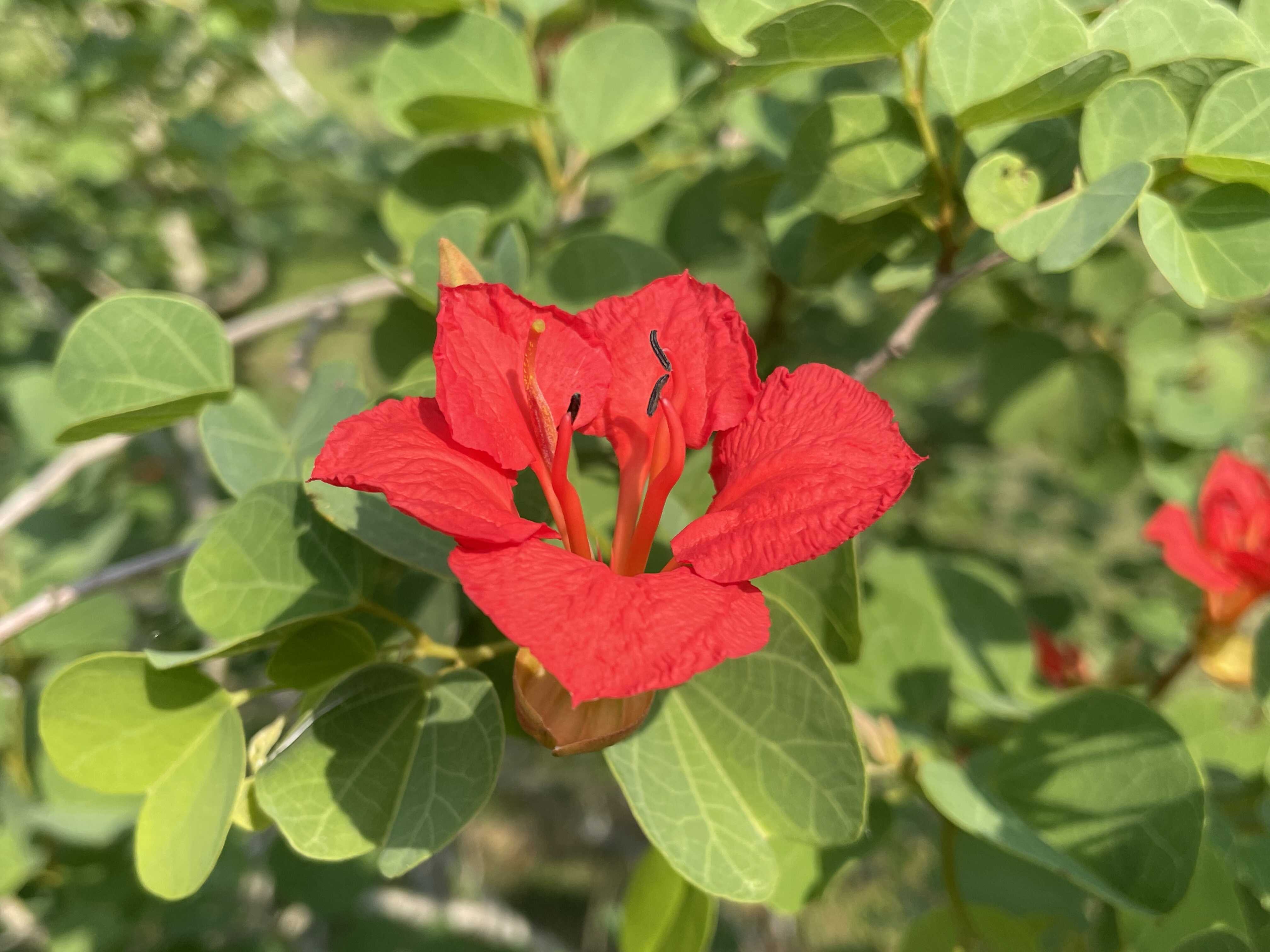 New Study Explains Why Lianas Outcompete Trees in Seasonally Dry Tropical Forests