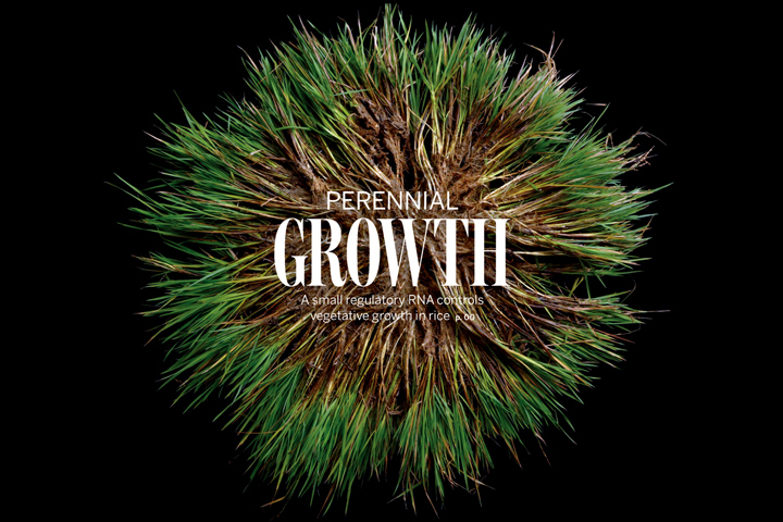 Researchers Identify Key Gene for Perennial Growth in Wild Rice