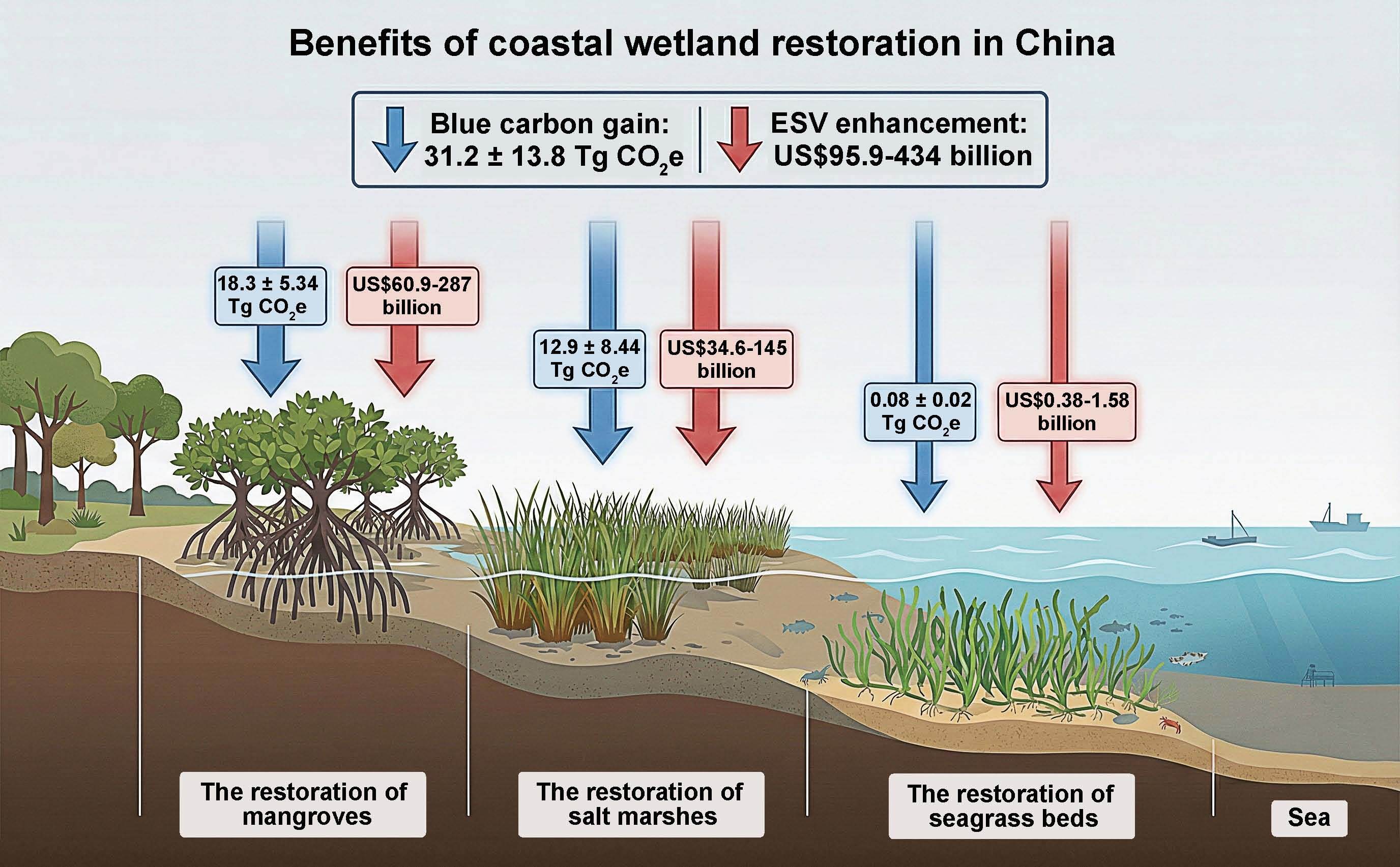 Study Highlights Gains from China's Coastal Wetland Restoration