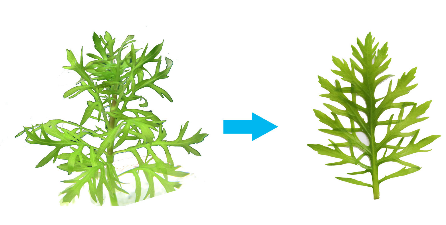 Study Reveals Flexible Carbon‑Concentrating Mechanisms in Amphibious Plant <em>H. difformis</em>
