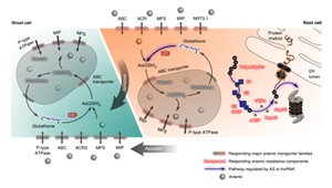 Arsenic hyperaccumulation mechanism and its regulatory network in Pteris vittata.jpg