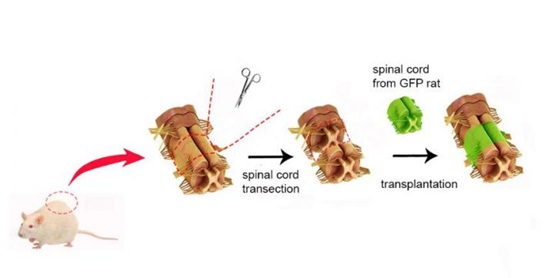 Transplanting Adult Spinal Cord Tissues: A New Strategy of Repair Spinal Cord Injury