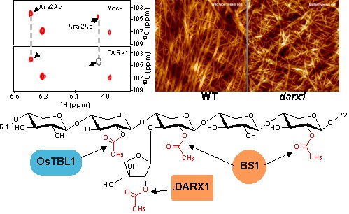 The Arabinosyl deacetylase DARX1 modulates xylan sidechain acetylation profile and cell wall architecture assembly in rice