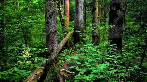 forest.jpg