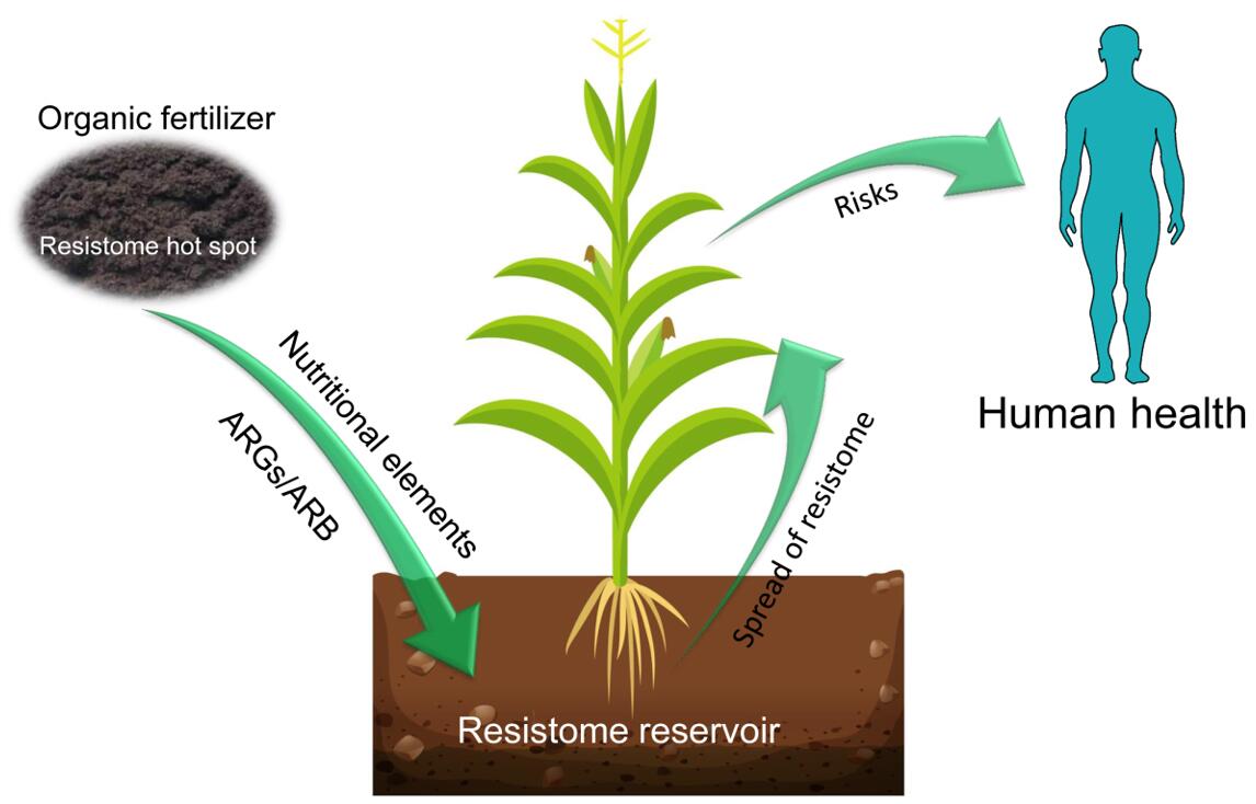 Plant phyllosphere microbiome is the interface between human microbiome and natural microbiome