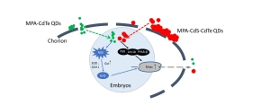 The mechanism of QDs inducing ABC transporters in zebrafish embryos