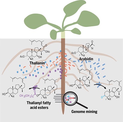 Dynamic modulation of the Arabidopsis root microbiota by specialized triterpene metabolites derived from biosynthetic gene clusters