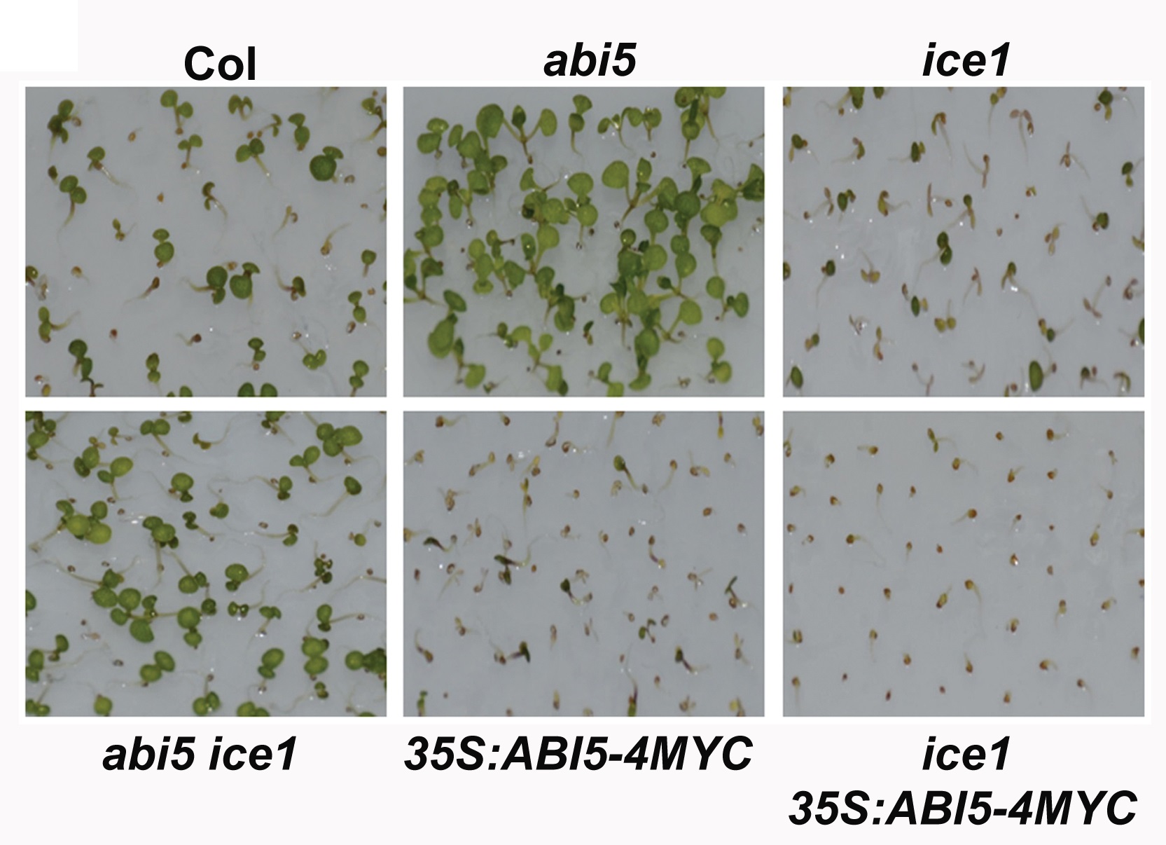 Seedlings of the abi5 ice1 double mutant and other related mutants or transgenic plants 6 days after germination on medium containing 0.5 μM ABA..jpg
