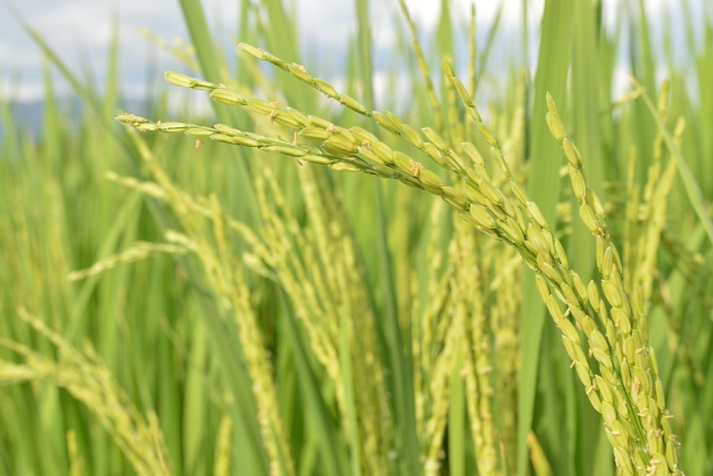 Labile Carbon Matters More than Temperature for Enzyme Activity in Paddy Soil: Study