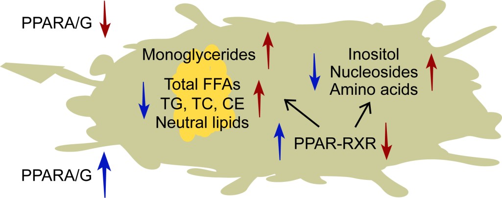 PPARA/G Reprogrammes Metabolism in Macrophage Foam Cells