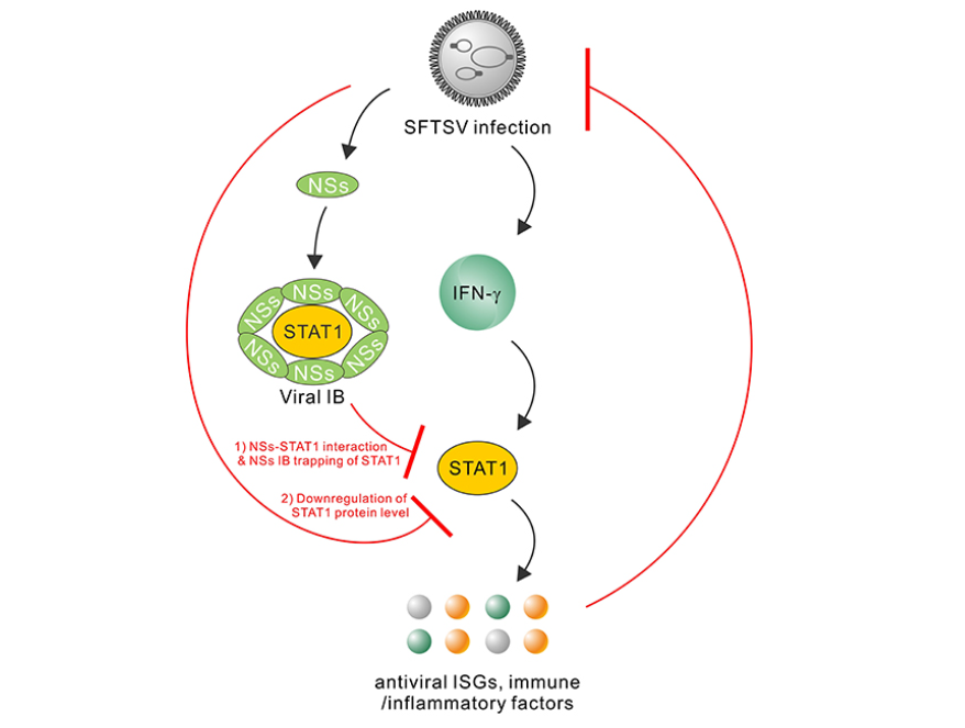 Scientists Provide New Insights into IFN-γ antiviral Biology and SFTSV Pathogenesis
