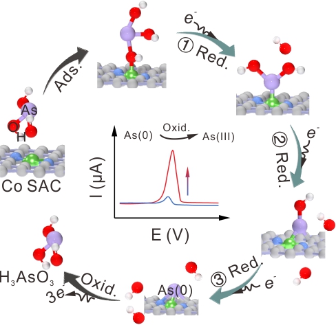 Scientists Use Single-atom Catalyst to Electroanalyse Heavy Metal Ions and Uncover Its Mechanism